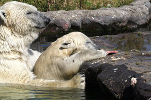 Zoom 8-18- Bild 11.jpg