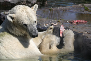 Zoom 8-18- Bild 10.jpg