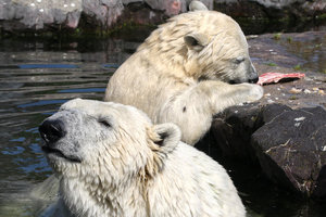 Zoom 8-18- Bild 12.jpg