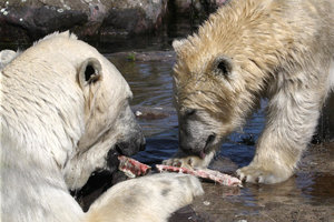 Zoom 8-18- Bild 13.jpg