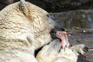 Zoom 8-18- Bild 14.jpg