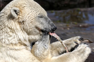 Zoom 8-18- Bild 15.jpg