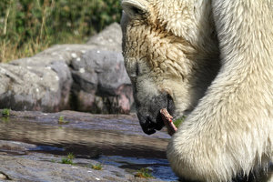 Zoom 8-18- Bild 17.jpg