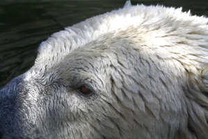 Zoom 8-18- Bild 1.jpg