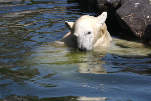 Zoom 8-18- Bild 8.jpg