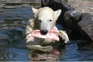 Zoom 8-18- Bild 7.jpg