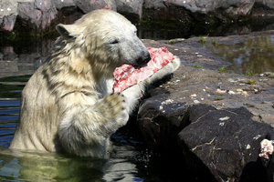 Zoom 8-18- Bild 6.jpg