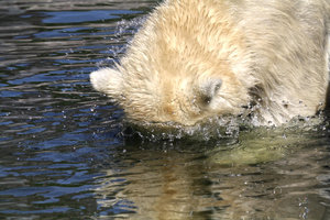 Zoom 8-18- Bild 5.jpg