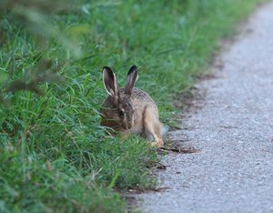 Meister Lampe 20.jpg