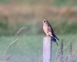 TrmFalkDigScop0_filtered.jpg TrmFalkDigScop0_filtered.jpg