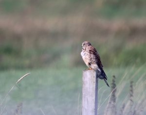 TrmFalkDigScop40_filtered.jpg TrmFalkDigScop40_filtered.jpg