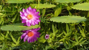 comp_Lotus_16_9.jpg comp_Lotus_16_9.jpg