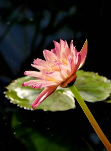 comp_P1060388_dunkel.jpg comp_P1060388_dunkel.jpg