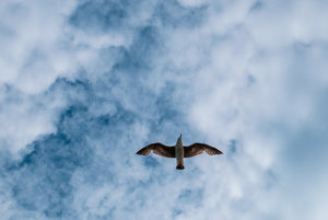 FXT14559.jpg FXT14559.jpg