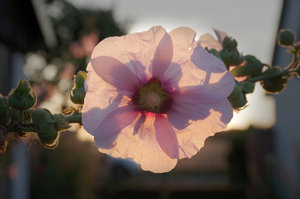 Gegenlicht Stockrose.jpg