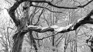 comp_Baum Gendefekt.jpg