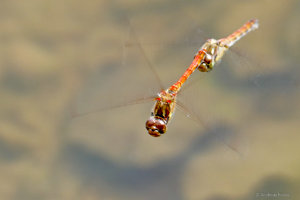 P1070784.jpg P1070784.jpg