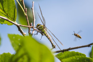 D5A_7352-2.JPG D5A_7352-2.JPG