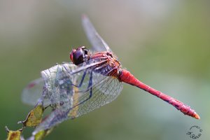 Libellen_DSC36561.jpg Libellen_DSC36561.jpg