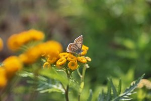 DP3Q0949f.jpg DP3Q0949f.jpg