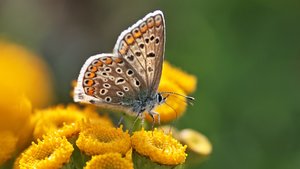 DP3Q0949Crop100f.jpg DP3Q0949Crop100f.jpg