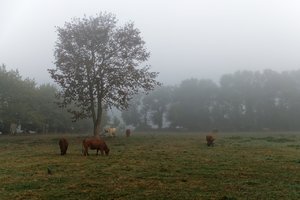 Bild 11.10.18 um 10.10.jpg