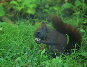 EichhörnDunk2.JPG