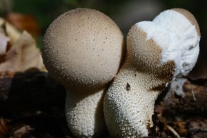 Pilze_DSC38121.jpg Pilze_DSC38121.jpg