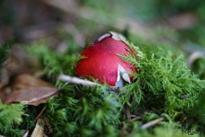 Pilze_DSC38201.jpg Pilze_DSC38201.jpg