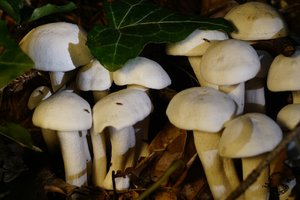 Pilze_DSC38371.jpg Pilze_DSC38371.jpg