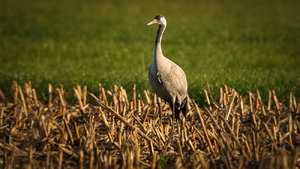 _MG_6170-Bearbeitet.jpg _MG_6170-Bearbeitet.jpg