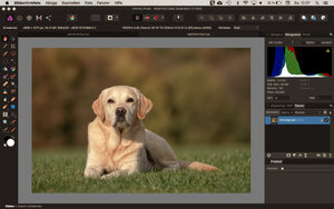 B-AP-Heller Labrador.jpg