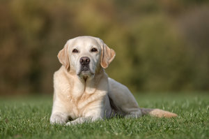 B-Heller Labrador.jpg