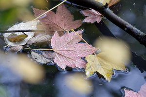 B Stadtpark RE Blätter und Zweige 3.jpg