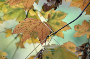 B Stadtpark RE Blätter und Zweige 5.jpg