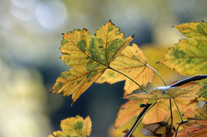 B Stadtpark RE Blätter und Zweige 6.jpg