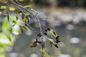 B Stadtpark RE Blätter und Zweige 34.jpg