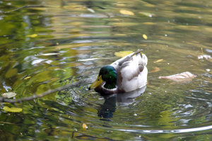 B Stadtpark RE Ente 1.jpg