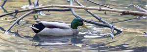 B Stadtpark RE Ente 2.jpg