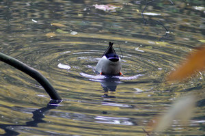 B Stadtpark RE Ente 3.jpg