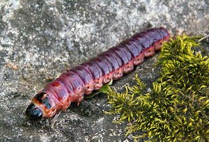 SDIM8376.JPG SDIM8376.JPG