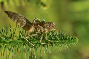 Exuvie-SD14 - SDIM6295_1.jpg