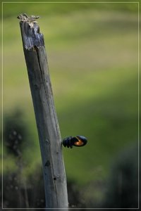 Isolatoren-SD10 - IMG08574.jpg