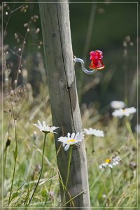 Isolatoren-SD10 - IMG08578.jpg