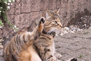 crop-SDIM0011.jpg crop-SDIM0011.jpg