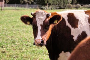 SDIM0016.jpg SDIM0016.jpg