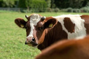 DSC00055.jpg DSC00055.jpg