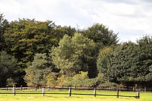 SDIM0018.jpg SDIM0018.jpg