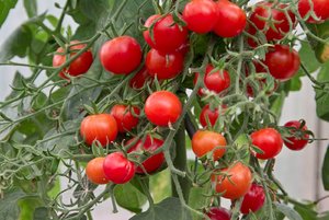 SDIM0058.jpg SDIM0058.jpg