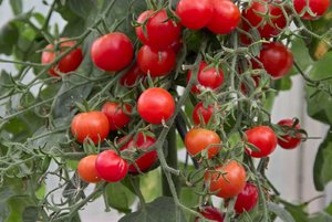 SDIM0059.jpg SDIM0059.jpg